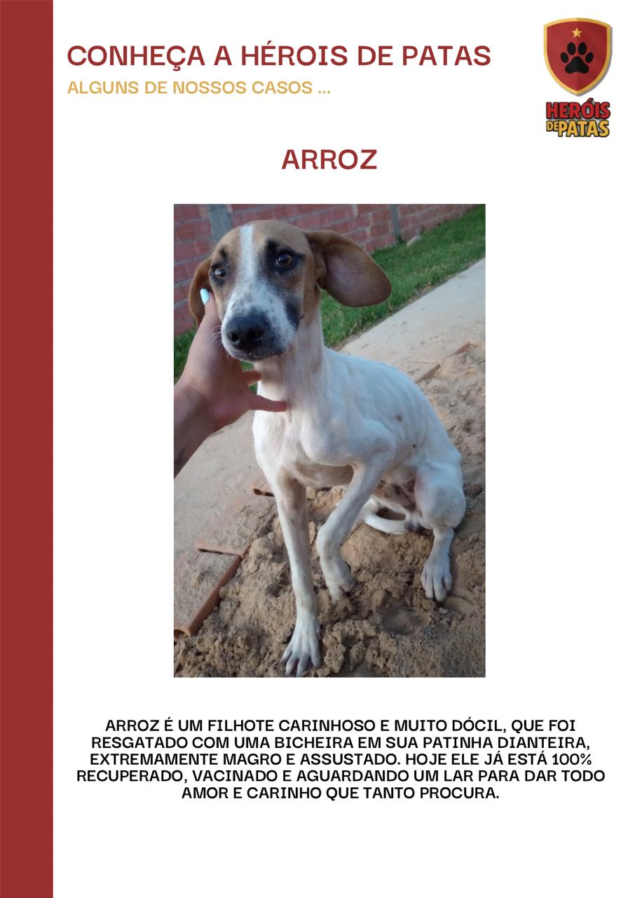 ARROZ