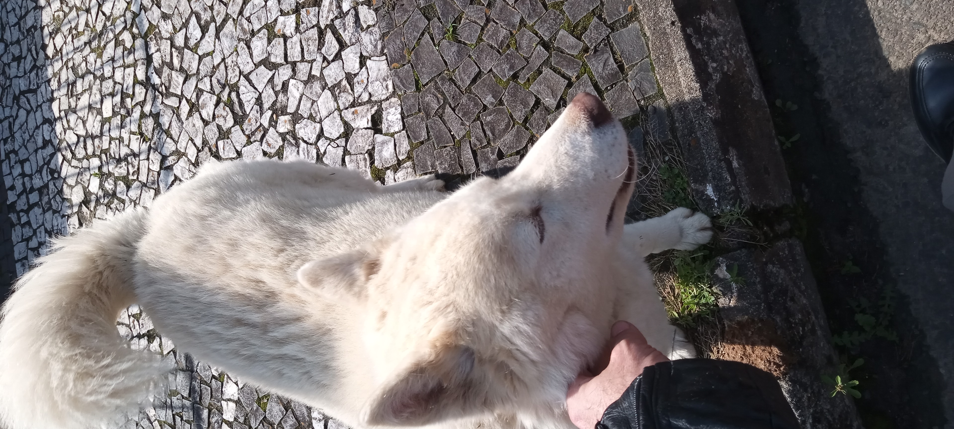 Husky Branco