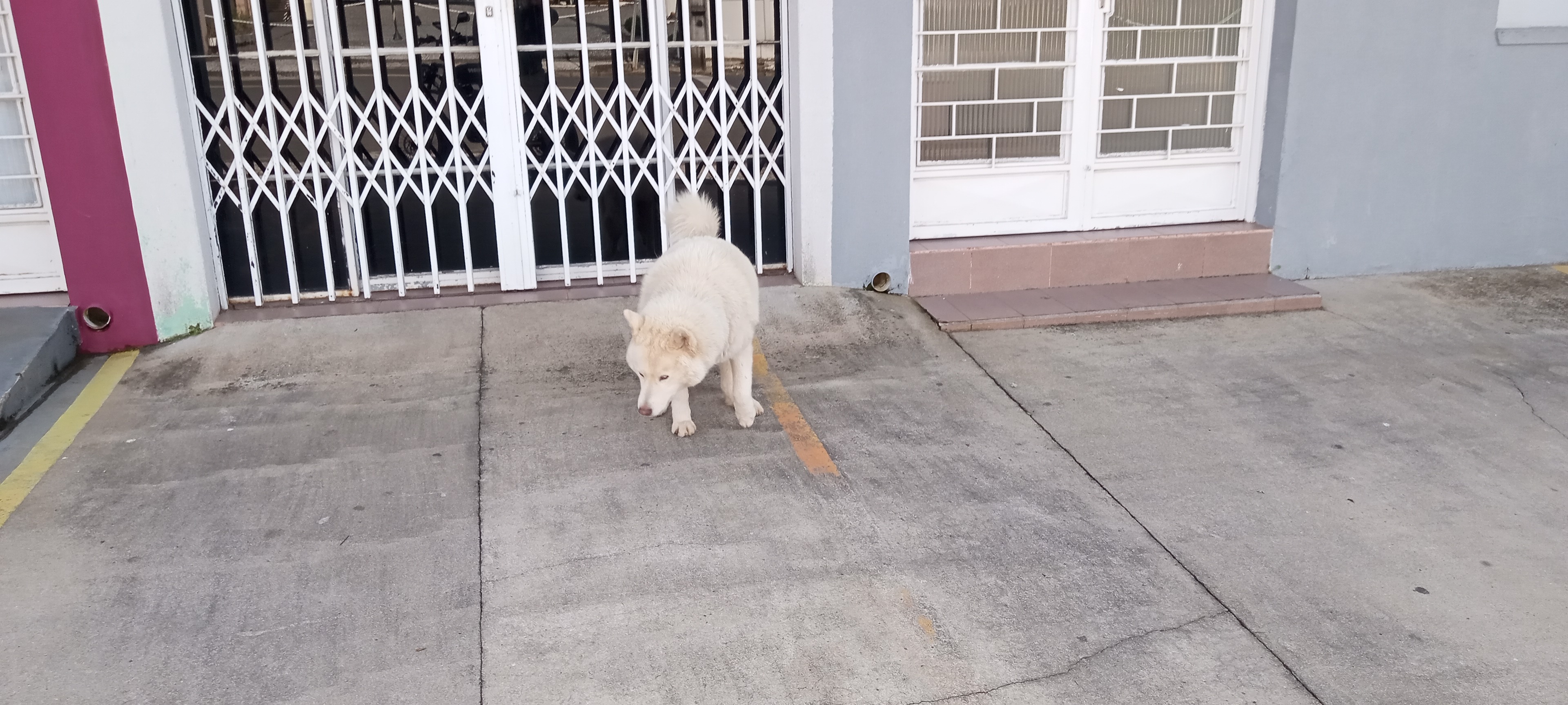 Husky Branco