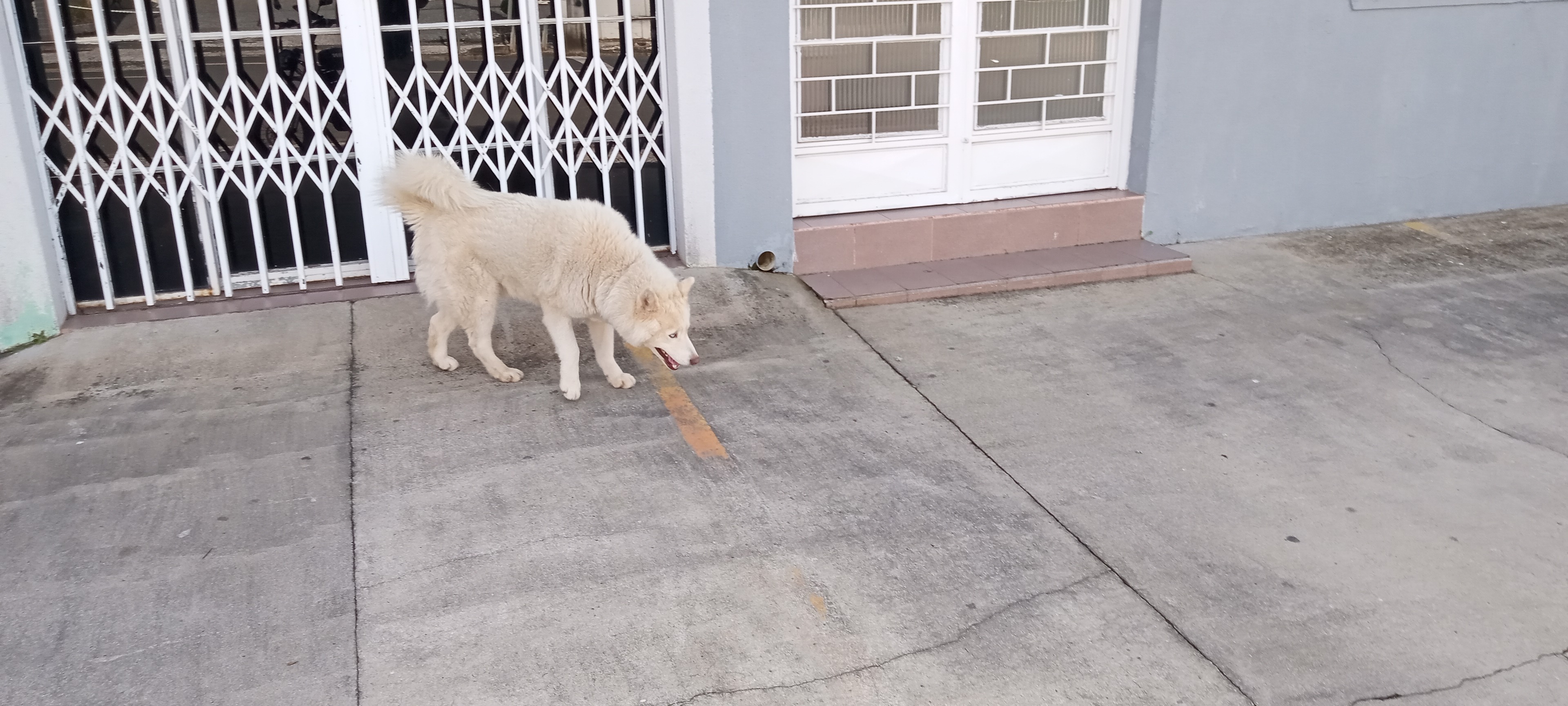 Husky Branco