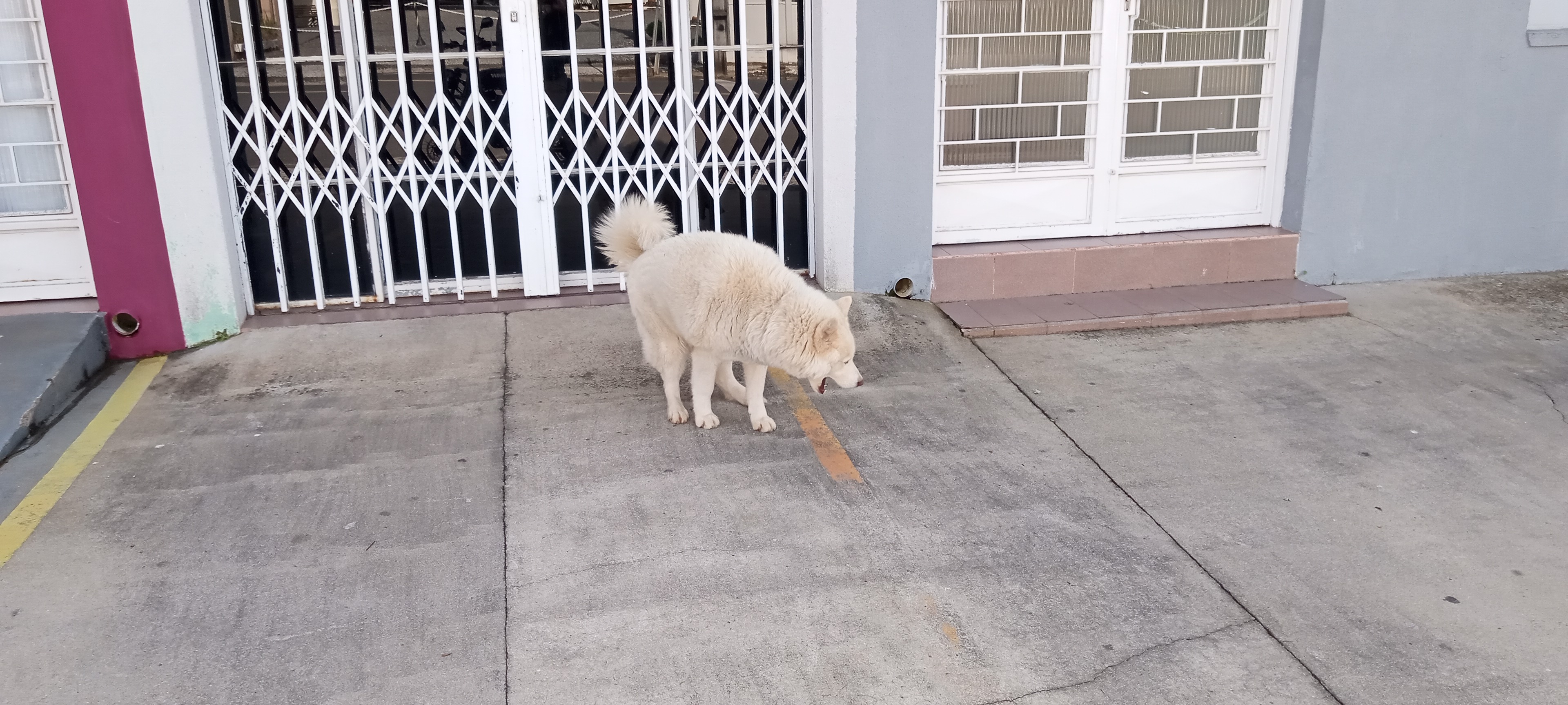 Husky Branco