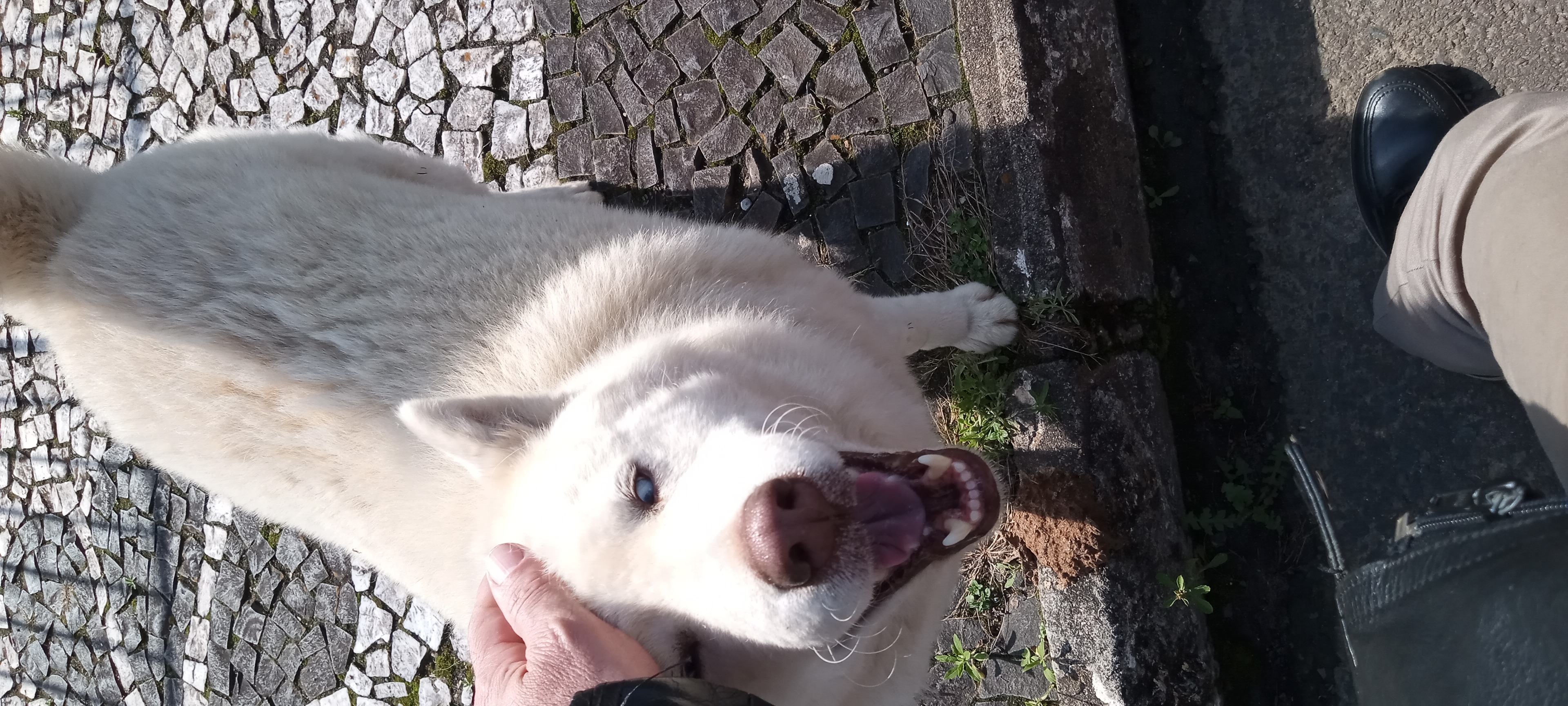Husky Branco