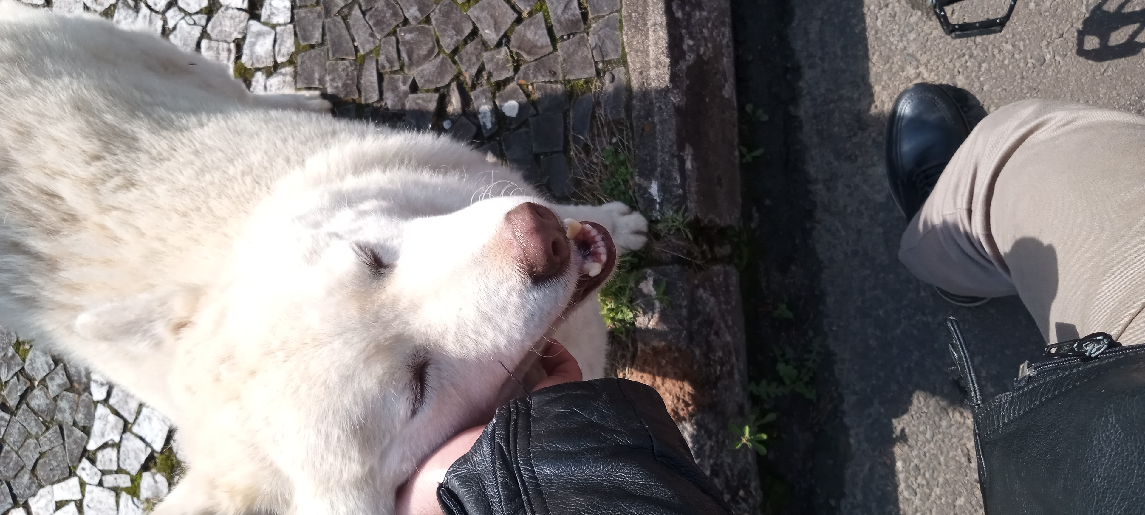 Husky Branco